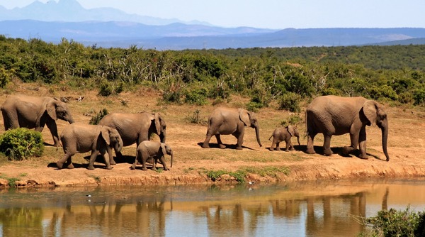 Explorer la faune sauvage et les paysages epoustouflants d'afrique