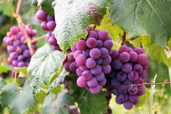 Découvrir la région viticole de bourgogne  : un riche patrimoine à explorer